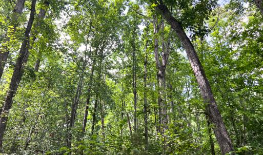 Photo #14 of SOLD property in 2200 Country Road , Beaverdam, VA 11.9 acres