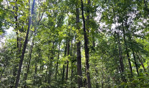 Photo #15 of SOLD property in 2200 Country Road , Beaverdam, VA 11.9 acres