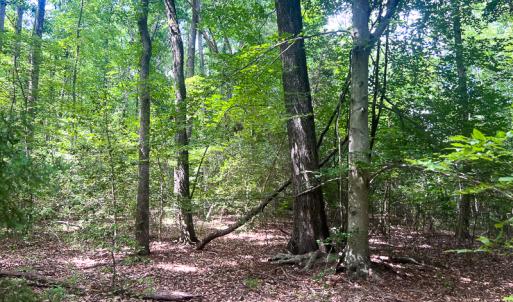 Photo #16 of SOLD property in 2200 Country Road , Beaverdam, VA 11.9 acres