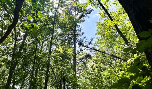 Photo #17 of SOLD property in 2200 Country Road , Beaverdam, VA 11.9 acres