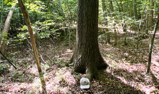 Photo #18 of SOLD property in 2200 Country Road , Beaverdam, VA 11.9 acres