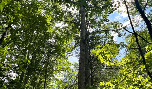 Photo #19 of SOLD property in 2200 Country Road , Beaverdam, VA 11.9 acres