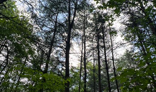 Photo #20 of SOLD property in 2200 Country Road , Beaverdam, VA 11.9 acres
