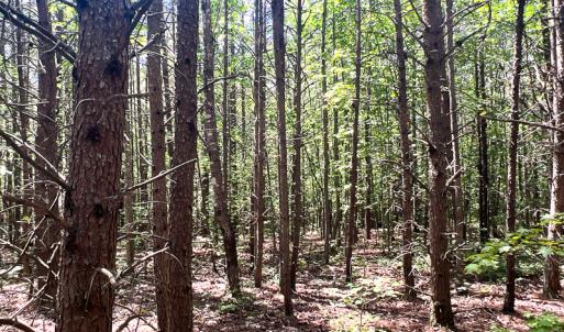 Photo #21 of SOLD property in 2200 Country Road , Beaverdam, VA 11.9 acres