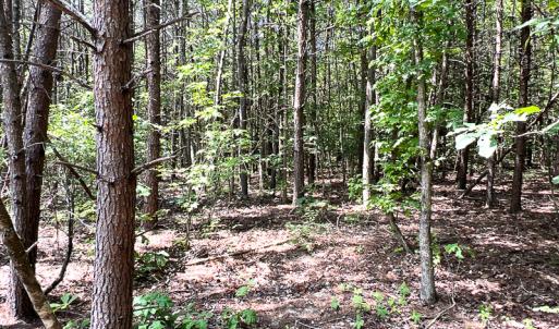 Photo #22 of SOLD property in 2200 Country Road , Beaverdam, VA 11.9 acres
