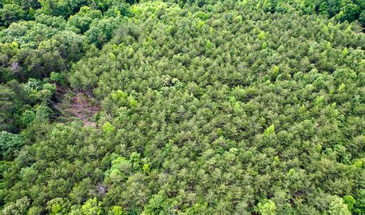 Photo #24 of SOLD property in 2200 Country Road , Beaverdam, VA 11.9 acres