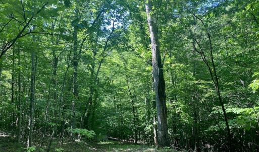 Photo #19 of SOLD property in Off Daniels Creek Rd, Collinsville, VA 104.4 acres