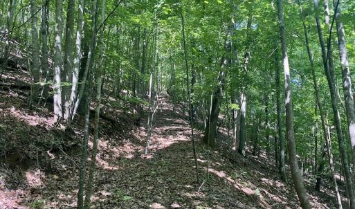 Photo #21 of SOLD property in Off Daniels Creek Rd, Collinsville, VA 104.4 acres