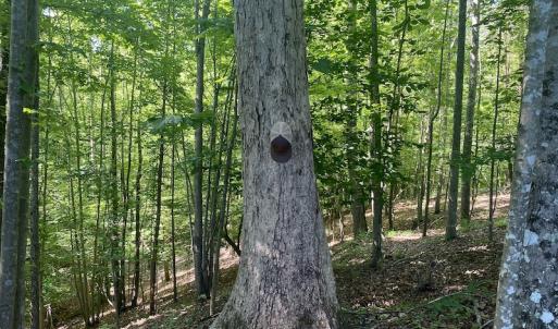 Photo #24 of SOLD property in Off Daniels Creek Rd, Collinsville, VA 104.4 acres