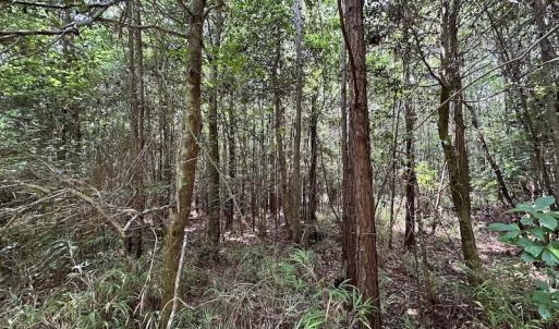 Photo #14 of SOLD property in 3085 Carolina Rd , Suffolk, VA 10.0 acres