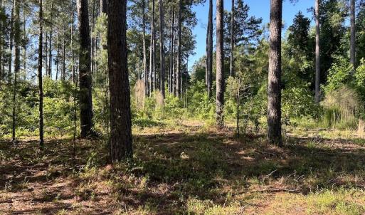 Photo #34 of 6267 River Road, White Oak, NC 120.2 acres