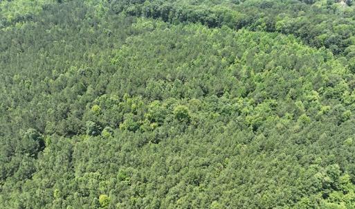 Photo #8 of SOLD property in Off Pasture Gate Road, Macon, NC 29.9 acres