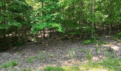 Photo #17 of SOLD property in Off Pasture Gate Road, Macon, NC 29.9 acres
