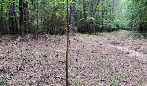 Photo #21 of Off Pasture Gate Road, Macon, NC 29.9 acres