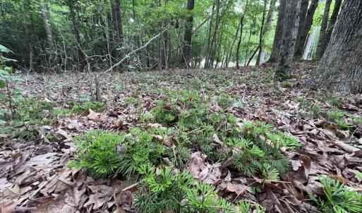 Photo #23 of SOLD property in Off Pasture Gate Road, Macon, NC 29.9 acres