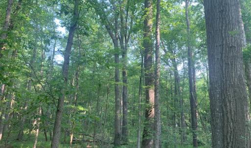 Photo #15 of SOLD property in Off Rt. 460, Ivor, VA 22.9 acres