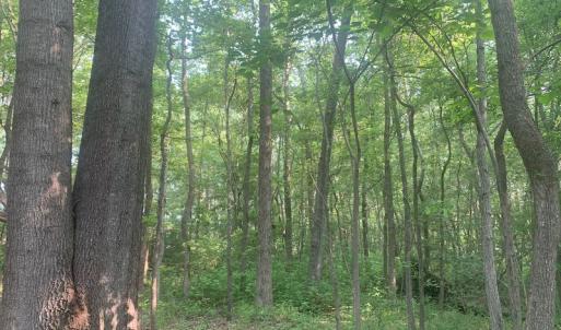 Photo #16 of SOLD property in Off Rt. 460, Ivor, VA 22.9 acres