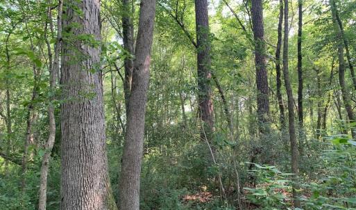Photo #17 of SOLD property in Off Rt. 460, Ivor, VA 22.9 acres