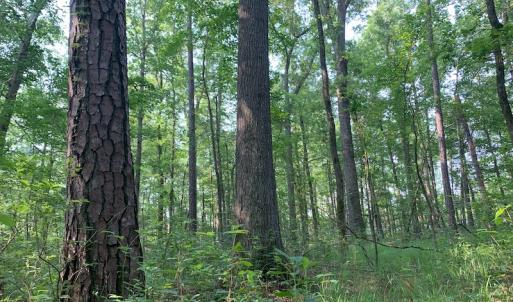 Photo #18 of SOLD property in Off Rt. 460, Ivor, VA 22.9 acres