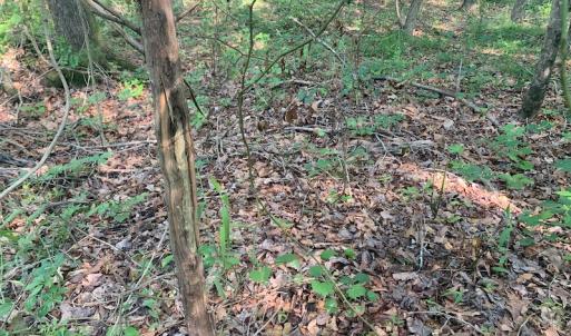Photo #19 of SOLD property in Off Rt. 460, Ivor, VA 22.9 acres