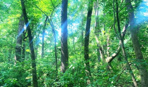 Photo #20 of SOLD property in Off Rt. 460, Ivor, VA 22.9 acres