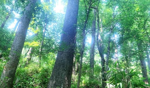 Photo #21 of SOLD property in Off Rt. 460, Ivor, VA 22.9 acres