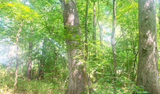 Photo #22 of SOLD property in Off Rt. 460, Ivor, VA 22.9 acres