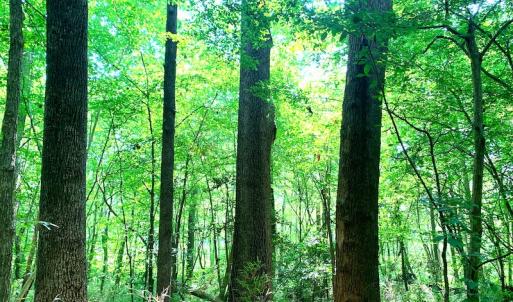 Photo #23 of SOLD property in Off Rt. 460, Ivor, VA 22.9 acres