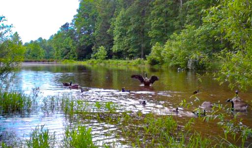 Photo #34 of SOLD property in 15163 Rice Rd, Beaverdam, VA 37.6 acres