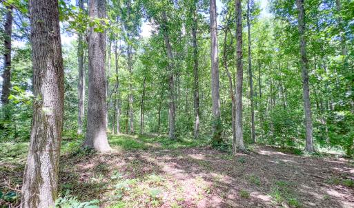 Photo #47 of SOLD property in 15163 Rice Rd, Beaverdam, VA 37.6 acres