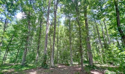 Photo #48 of SOLD property in 15163 Rice Rd, Beaverdam, VA 37.6 acres