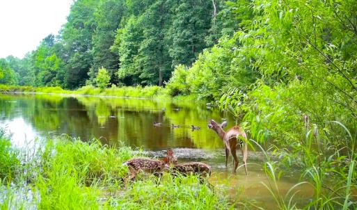Photo #49 of SOLD property in 15163 Rice Rd, Beaverdam, VA 37.6 acres