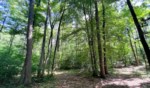 Photo #21 of SOLD property in Off Clifton Road, Woodford, VA 44.9 acres