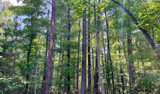Photo #41 of SOLD property in Off Clifton Road, Woodford, VA 44.9 acres