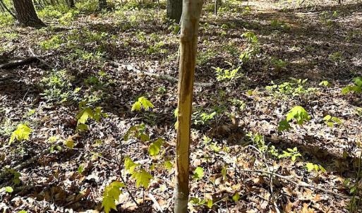 Photo #21 of SOLD property in Off Deisher Blvd , Eagle Rock, VA 183.0 acres