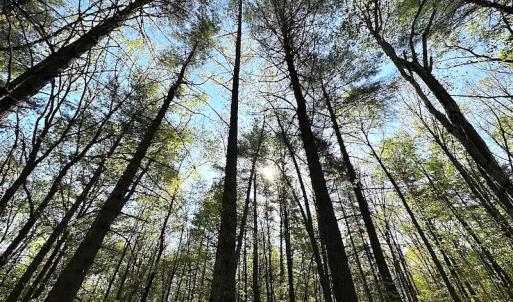 Photo #41 of SOLD property in Off Deisher Blvd , Eagle Rock, VA 183.0 acres