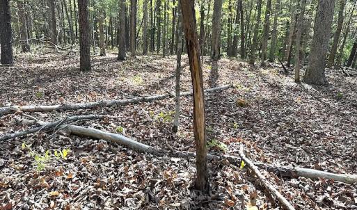 Photo #49 of SOLD property in Off Deisher Blvd , Eagle Rock, VA 183.0 acres