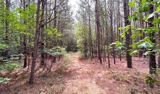 Photo #3 of SOLD property in Off Blue Star Hwy, Jarratt, VA 20.0 acres