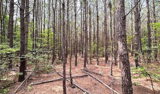 Photo #4 of SOLD property in Off Blue Star Hwy, Jarratt, VA 20.0 acres