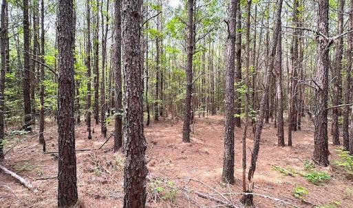 Photo #5 of SOLD property in Off Blue Star Hwy, Jarratt, VA 20.0 acres