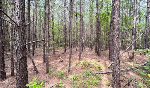 Photo #6 of SOLD property in Off Blue Star Hwy, Jarratt, VA 20.0 acres