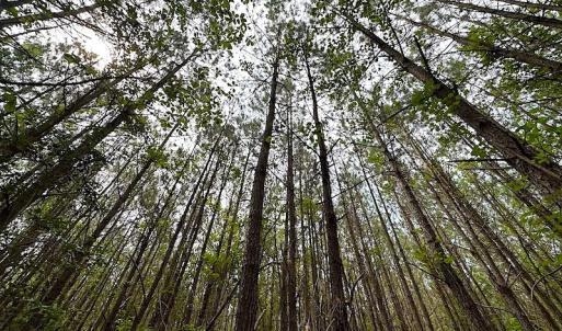Photo #7 of SOLD property in Off Blue Star Hwy, Jarratt, VA 20.0 acres