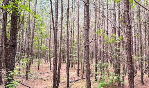 Photo #8 of SOLD property in Off Blue Star Hwy, Jarratt, VA 20.0 acres