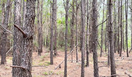 Photo #9 of SOLD property in Off Blue Star Hwy, Jarratt, VA 20.0 acres