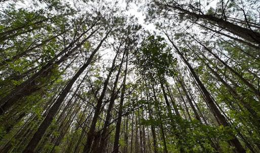 Photo #10 of SOLD property in Off Blue Star Hwy, Jarratt, VA 20.0 acres