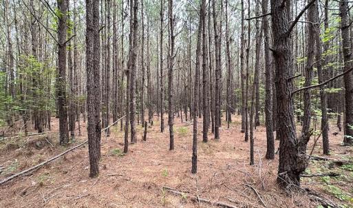 Photo #12 of SOLD property in Off Blue Star Hwy, Jarratt, VA 20.0 acres