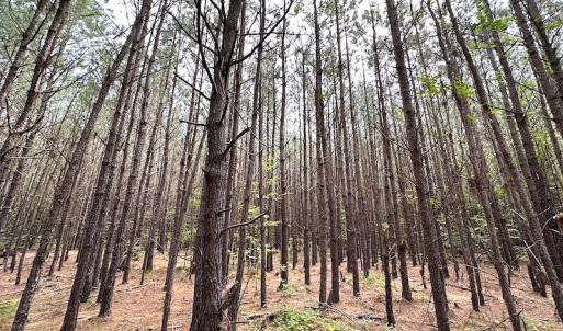 Photo #13 of SOLD property in Off Blue Star Hwy, Jarratt, VA 20.0 acres