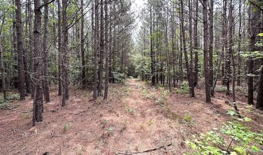 Photo #14 of SOLD property in Off Blue Star Hwy, Jarratt, VA 20.0 acres