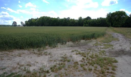 Photo #13 of Off Howard Avenue Extension, Tarboro, NC 32.0 acres