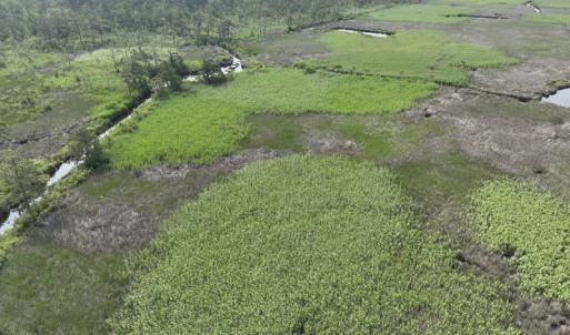 Photo #21 of Off Waterlily Road, Coinjock, NC 122.7 acres